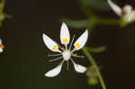 Michaux's saxifrage